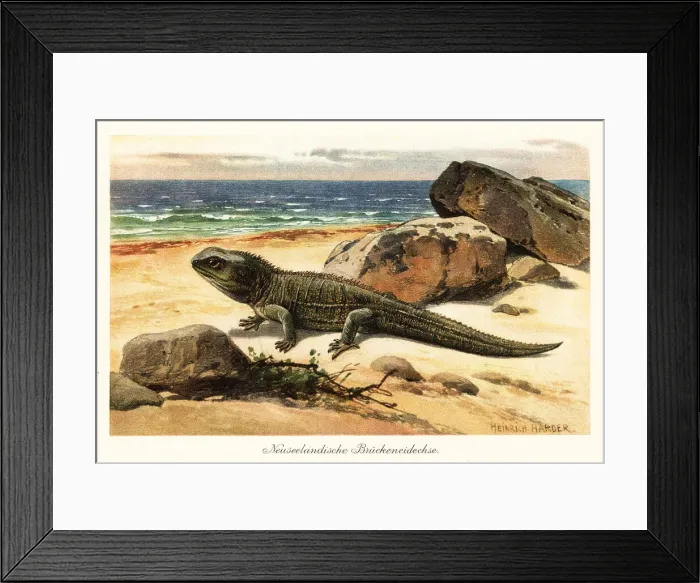 Framed Print : Vulnerable tuatara, Sphenodon punctatus, on the shore