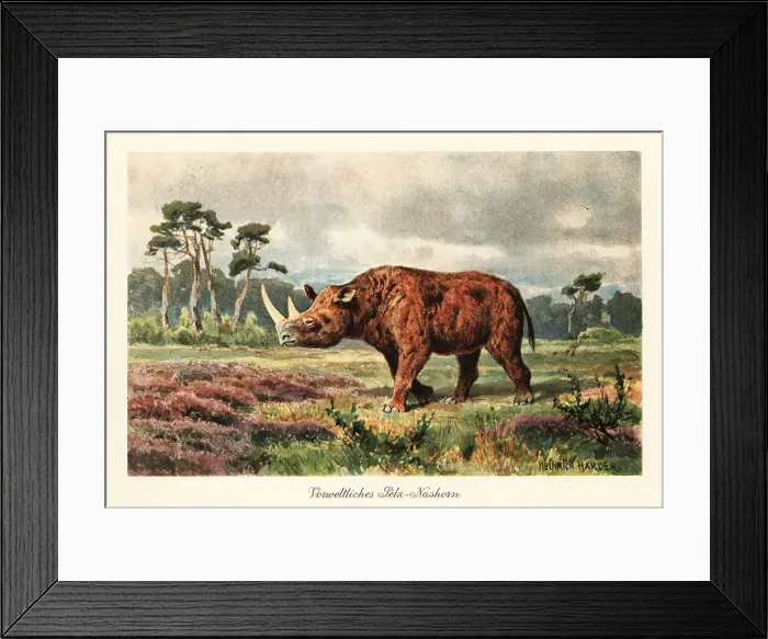 Framed Print : Extinct woolly rhinoceros on the steppes Framed Print : Extinct woolly rhinoceros on the steppes