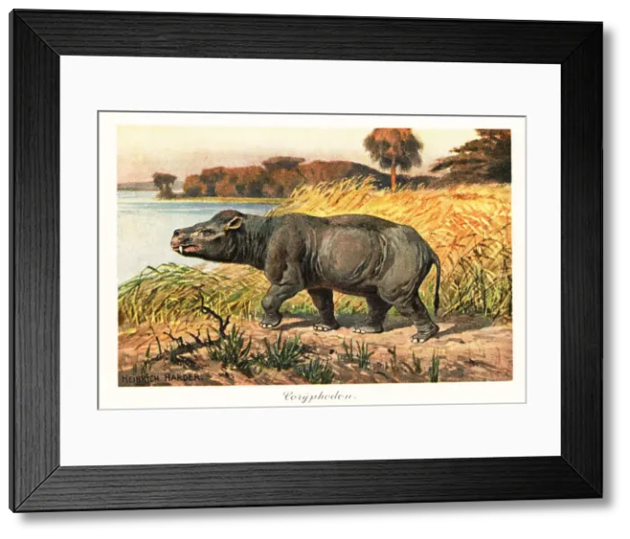 Framed Print : Coryphodon radians, extinct pantodont mammal of the Eocene Framed Print : Coryphodon radians, extinct pantodont mammal of the Eocene