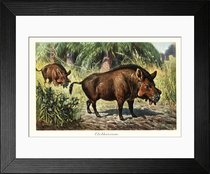 Framed Print : Entelodon, extinct genus of entelodont artiodactyl Framed Print : Entelodon, extinct genus of entelodont artiodactyl