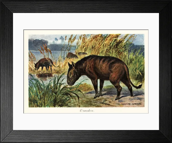 Framed Print : Merycoidodon, extinct genus of a herbivorous artiodactyl Framed Print : Merycoidodon, extinct genus of a herbivorous artiodactyl