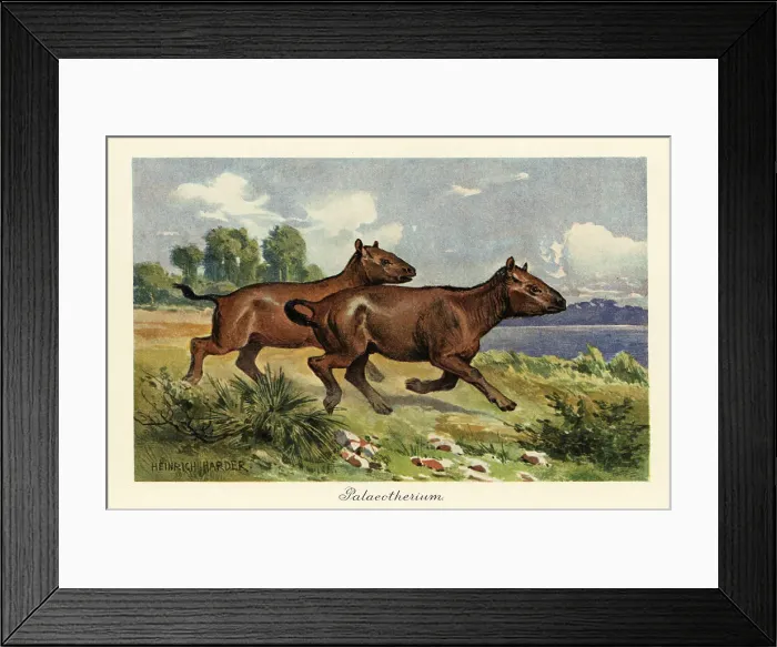 Framed Print : Palaeotherium, extinct genus of perissodactyl ungulate Framed Print : Palaeotherium, extinct genus of perissodactyl ungulate