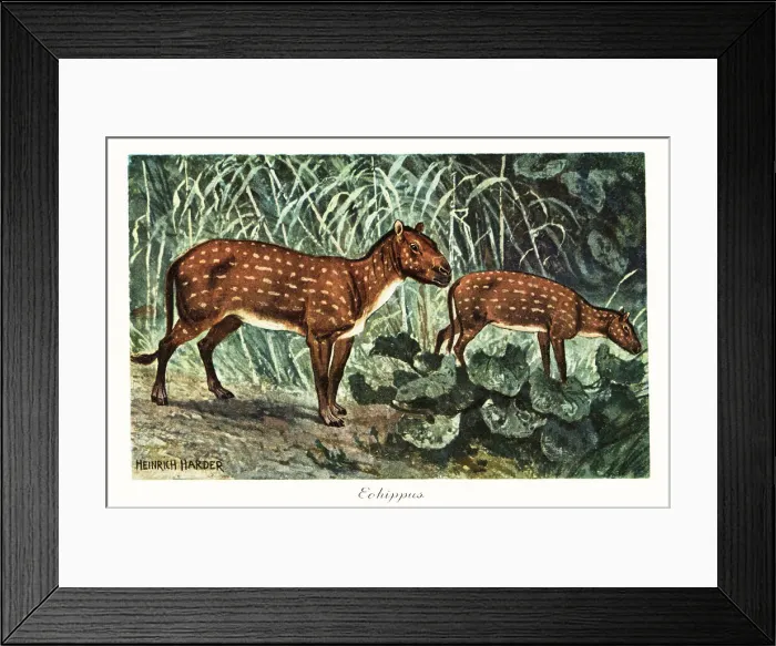 Framed Print : Eohippus angustidens, extinct species of small equid ungulate Framed Print : Eohippus angustidens, extinct species of small equid ungulate