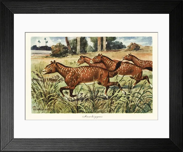 Framed Print : Mesohippus, extinct genus of early horse Framed Print : Mesohippus, extinct genus of early horse
