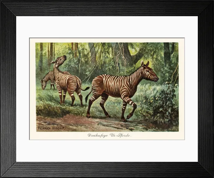 Framed Print : Hypohippus, extinct genus of three-toed horse, Miocene Framed Print : Hypohippus, extinct genus of three-toed horse, Miocene