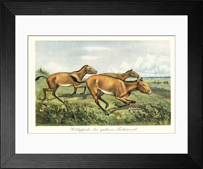 Framed Print : Extinct wild horses of the late Tertiary Framed Print : Extinct wild horses of the late Tertiary
