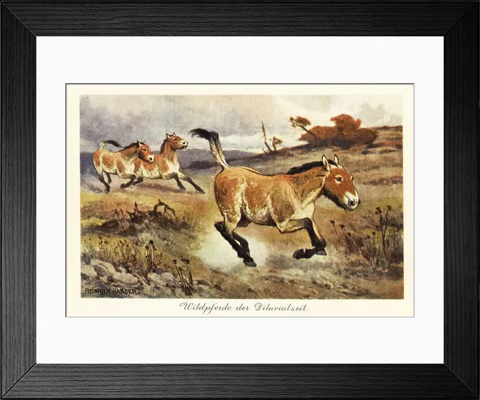 Framed Print : Extinct wild horses of the Diluvial Framed Print : Extinct wild horses of the Diluvial
