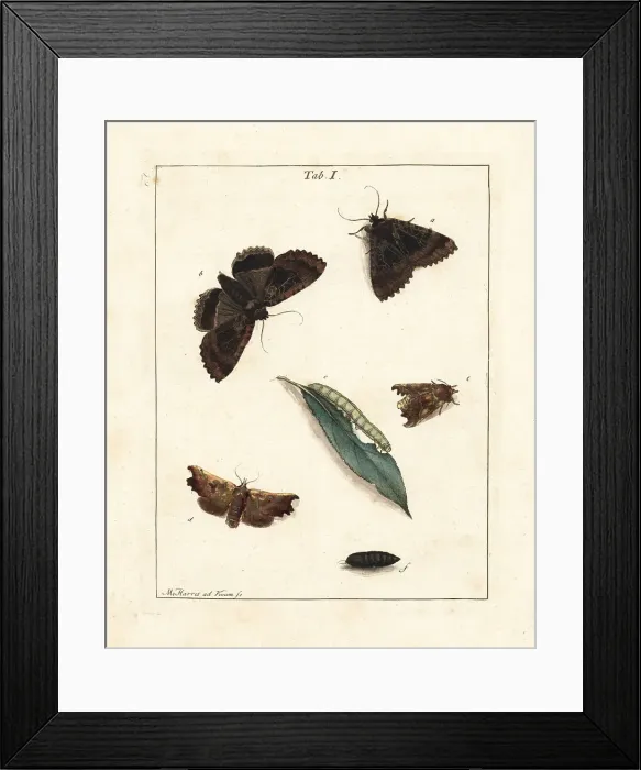 Framed Print : The old lady and herald moths Framed Print : The old lady and herald moths