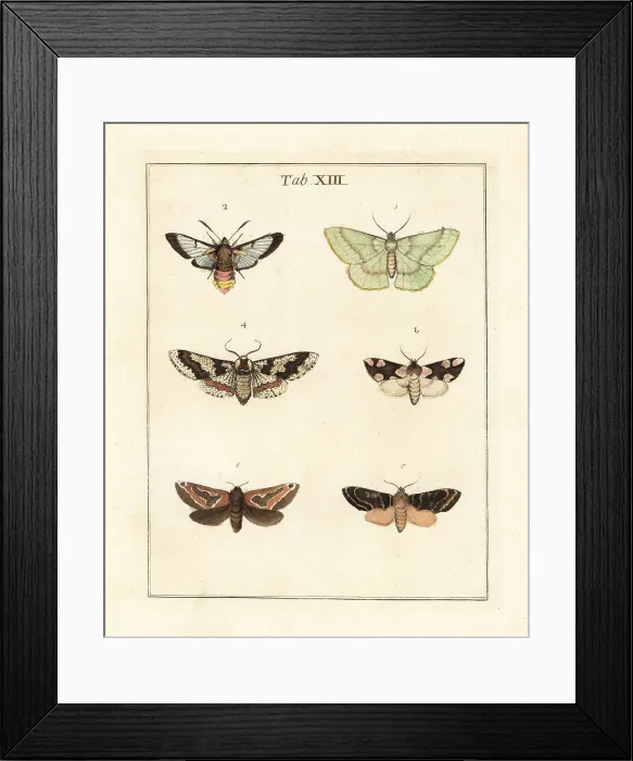 Framed Print : Large emerald, bee hawk-moth and other moths Framed Print : Large emerald, bee hawk-moth and other moths