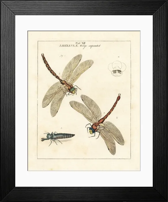 Framed Print : Brown hawker or large brown dragonfly, Aeshna grandis