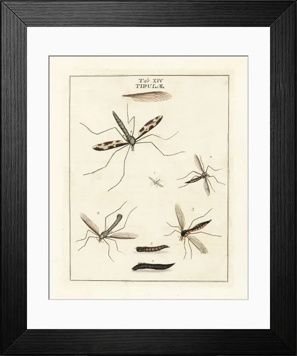 Framed Print : Cranefly species Framed Print : Cranefly species