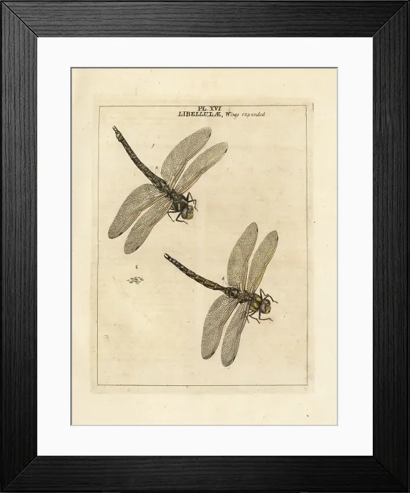 Framed Print : Southern hawker or blue hawker dragonfly, Aeshna cyanea Framed Print : Southern hawker or blue hawker dragonfly, Aeshna cyanea