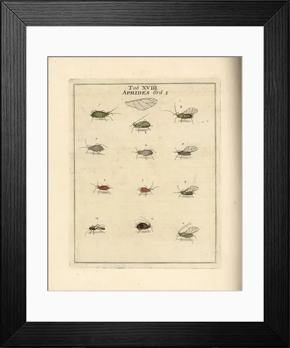 Framed Print : Rose, cabbage, mallow and pea aphids Framed Print : Rose, cabbage, mallow and pea aphids
