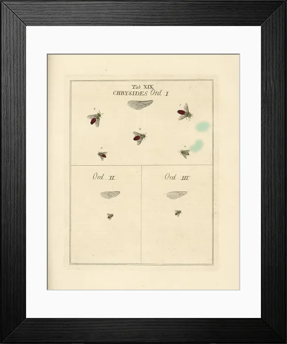 Framed Print : Species of cuckoo wasp Framed Print : Species of cuckoo wasp