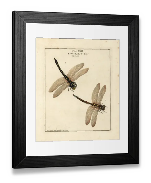Framed Print : Golden-ringed and blue hawker dragonflies Framed Print : Golden-ringed and blue hawker dragonflies
