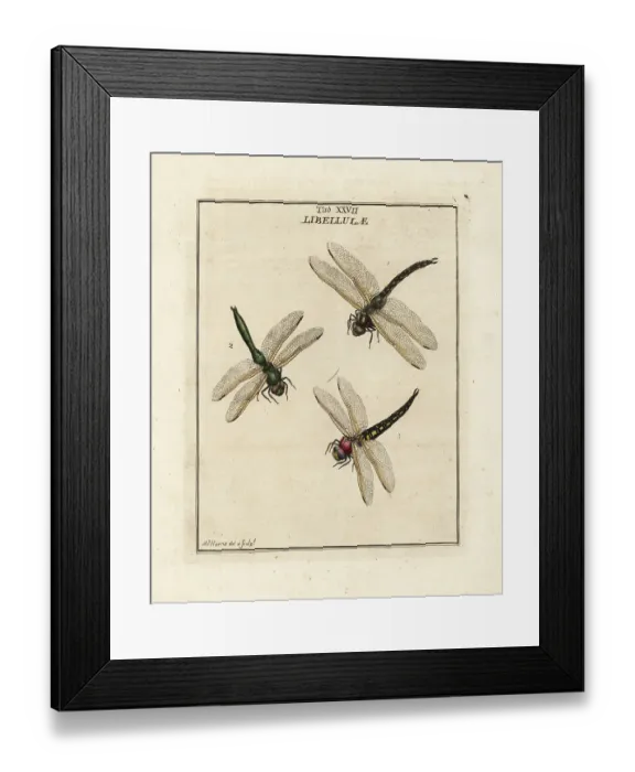 Framed Print : Migrant hawker, downy emerald and hairy dragonflies Framed Print : Migrant hawker, downy emerald and hairy dragonflies
