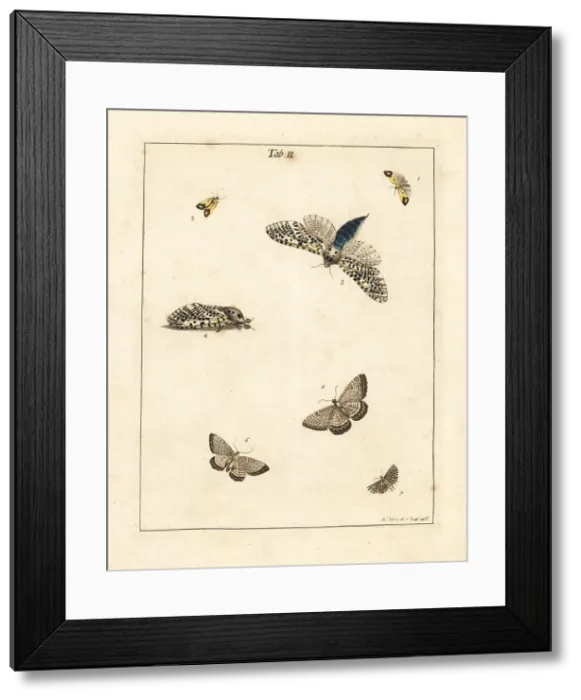 Framed Print : Clouded straw, wood leopard, scallop shell moth, etc Framed Print : Clouded straw, wood leopard, scallop shell moth, etc