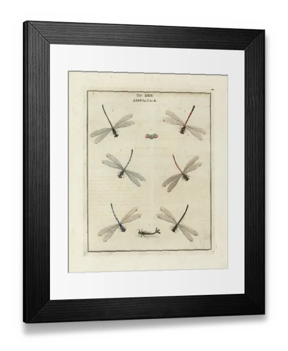 Framed Print : Large red, common blue and azure damselflies