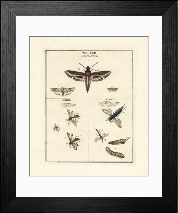 Framed Print : Vine hawk-moth, dagger wasps and horntails Framed Print : Vine hawk-moth, dagger wasps and horntails