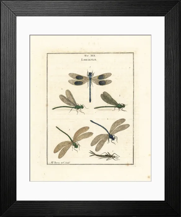 Framed Print : Banded and beautiful demoiselles Framed Print : Banded and beautiful demoiselles