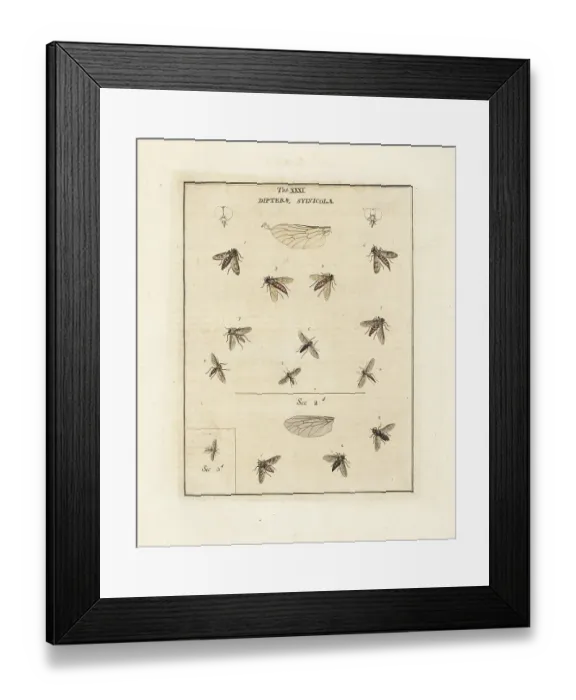 Framed Print : Snipefly, black snipefly, small fleck-winged snipefly, etc Framed Print : Snipefly, black snipefly, small fleck-winged snipefly, etc