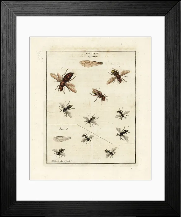 Framed Print : Species of wasps and hornets Framed Print : Species of wasps and hornets