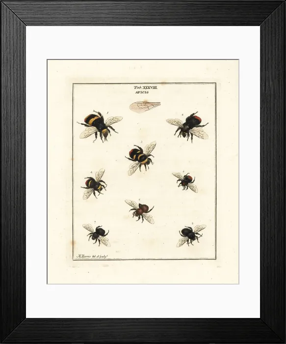 Framed Print : Species of bumble-bees and carder bees Framed Print : Species of bumble-bees and carder bees