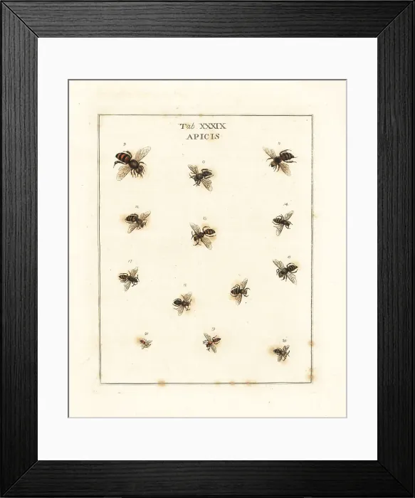 Framed Print : European honey bee, sea aster bee, nomad bee, etc Framed Print : European honey bee, sea aster bee, nomad bee, etc