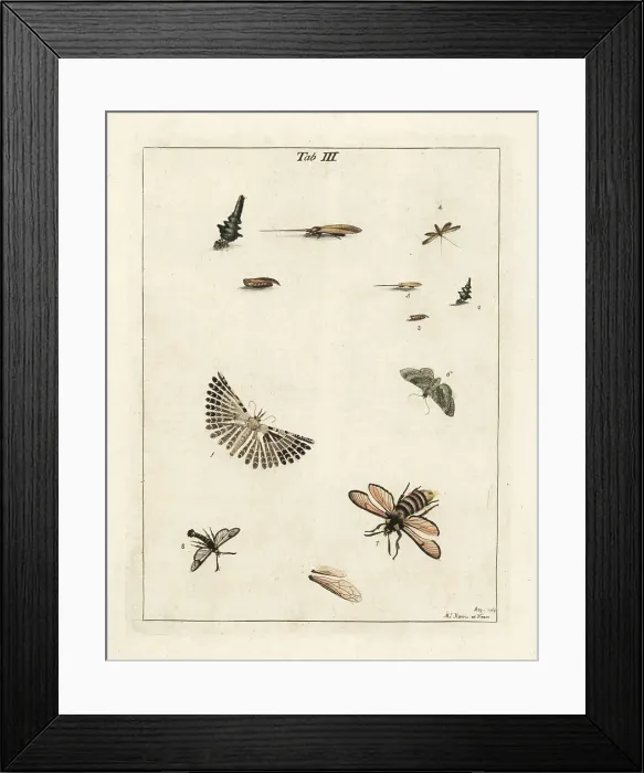 Framed Print : Twenty-plume moth and other moths Framed Print : Twenty-plume moth and other moths