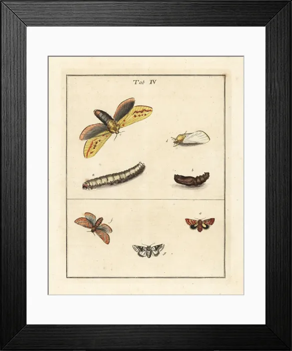 Framed Print : Ghost moth, beautiful yellow underwing, etc Framed Print : Ghost moth, beautiful yellow underwing, etc