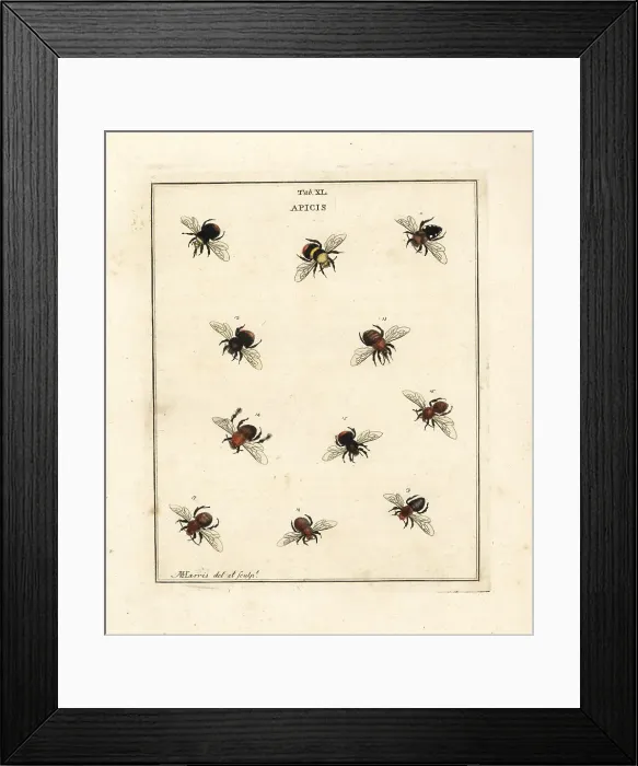 Framed Print : Species of humble-bees, bumblebees and mining bees Framed Print : Species of humble-bees, bumblebees and mining bees