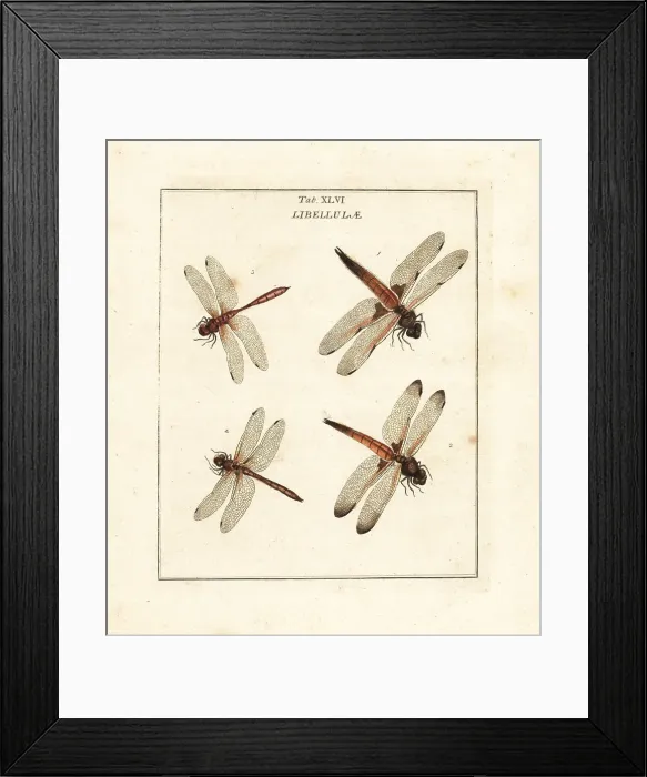 Framed Print : Chaser and darter dragonflies Framed Print : Chaser and darter dragonflies