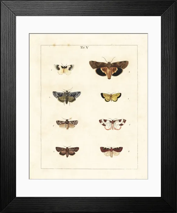 Framed Print : Blue-bordered carpet, frosted yellow, other moths Framed Print : Blue-bordered carpet, frosted yellow, other moths