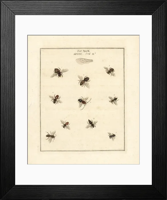 Framed Print : Species of bees Framed Print : Species of bees
