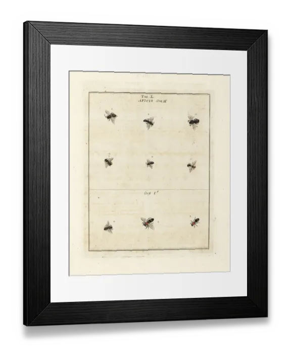 Framed Print : Species of bees Framed Print : Species of bees
