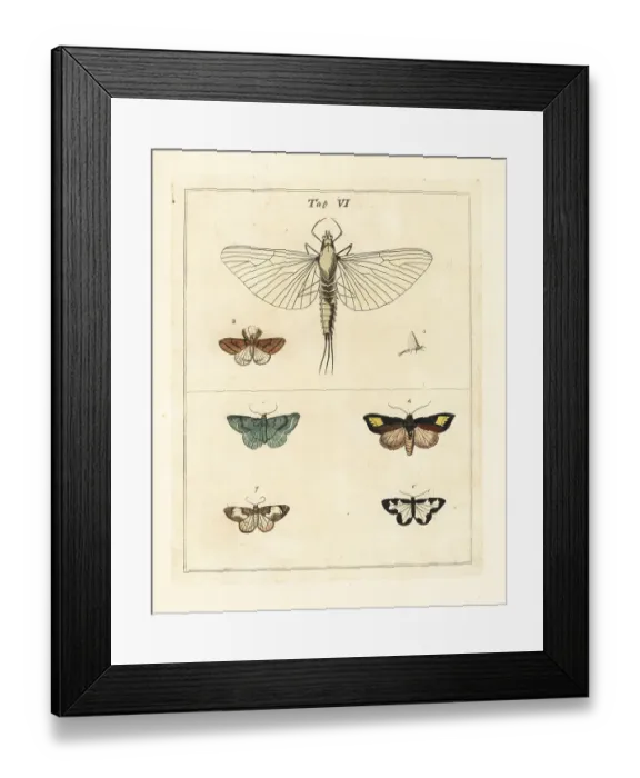 Framed Print : Mayfly magnified, with various moths Framed Print : Mayfly magnified, with various moths