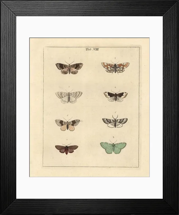 Framed Print : Phoenix, brown China mark and other moths Framed Print : Phoenix, brown China mark and other moths