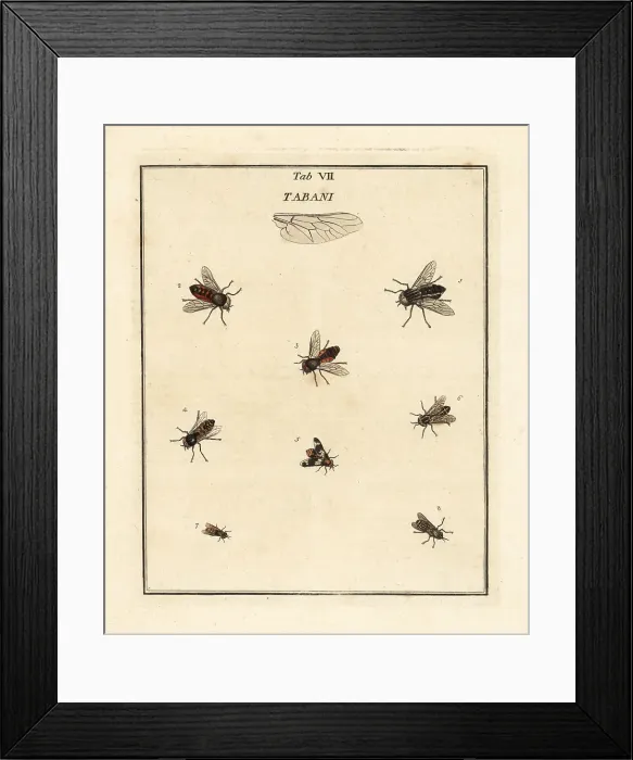 Framed Print : Pale giant horsefly, deerfly and other flies Framed Print : Pale giant horsefly, deerfly and other flies