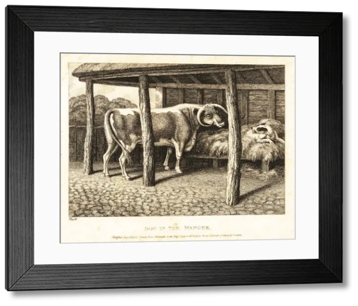 Framed Print : A dog sleeping on hay in a barn snarls at a cow trying to eat Framed Print : A dog sleeping on hay in a barn snarls at a cow trying to eat
