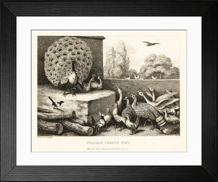 Framed Print : A peacock chosen king of the farm birds