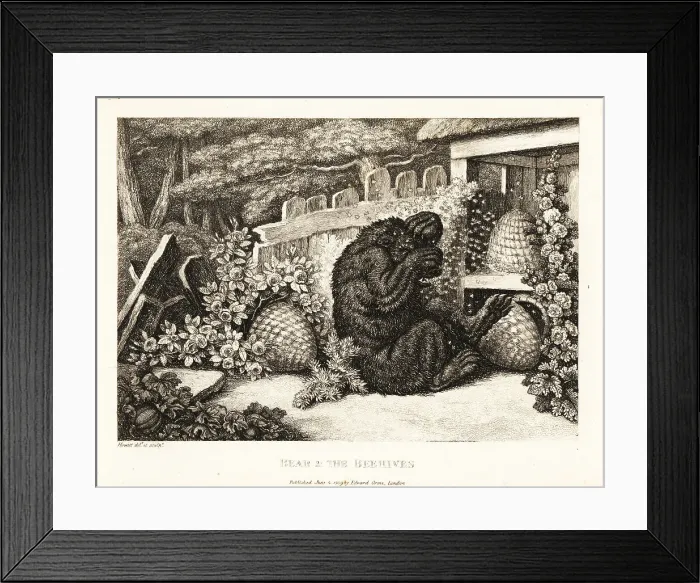 Framed Print : A brown bear attacked by an army of bees