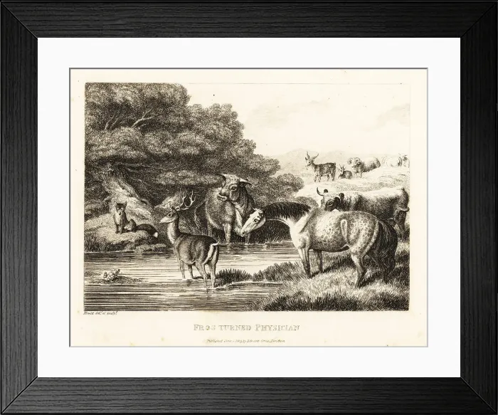 Framed Print : A fox calls out a quack toad Framed Print : A fox calls out a quack toad