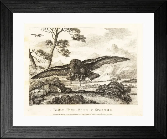 Framed Print : An eagle swoops down to grab a hare with its talons