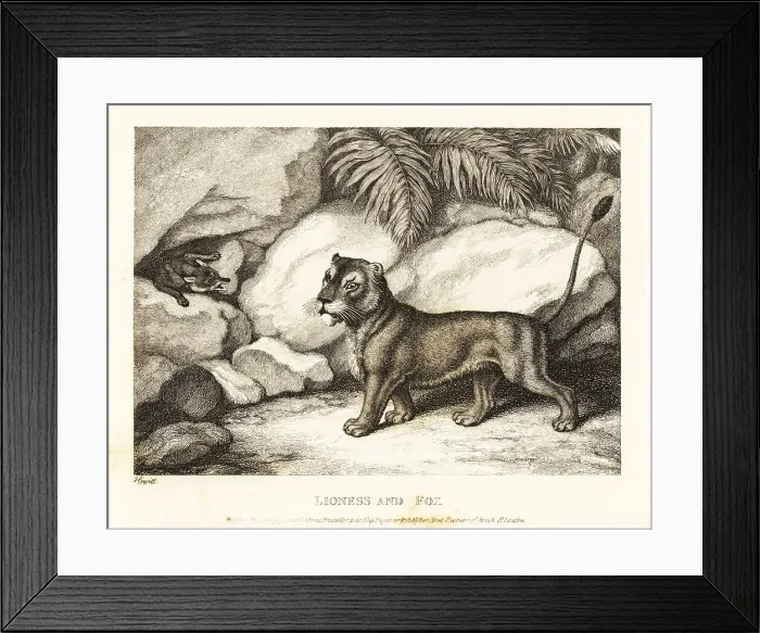 Framed Print : A vixen and a lioness discuss the size of their broods Framed Print : A vixen and a lioness discuss the size of their broods