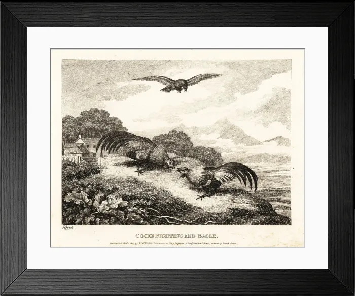 Framed Print : Two roosters fighting in a barn yard below an eagle Framed Print : Two roosters fighting in a barn yard below an eagle