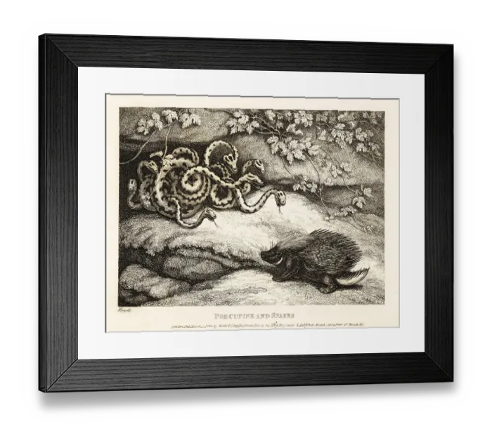 Framed Print : A porcupine's sharp quills drive out a nest of snakes from a cav Framed Print : A porcupine's sharp quills drive out a nest of snakes from a cav