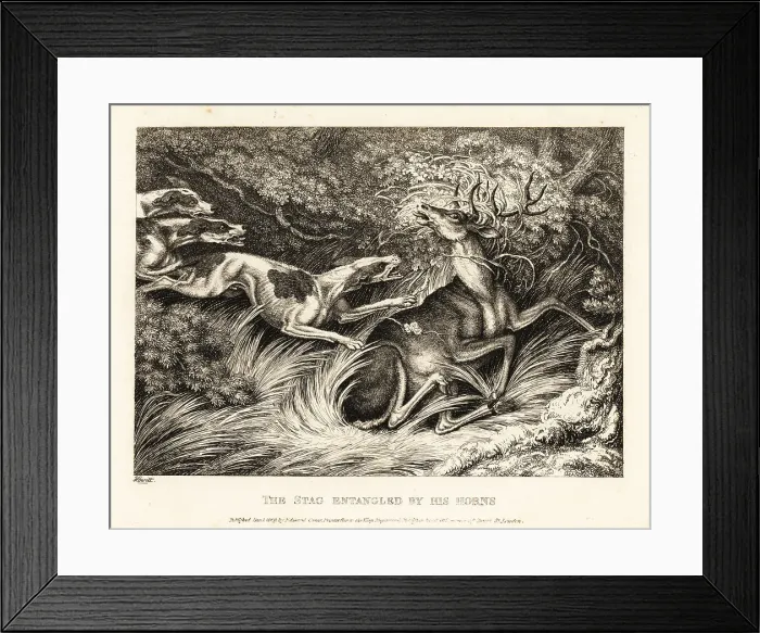 Framed Print : Three hounds attack a stag caught by its antlers Framed Print : Three hounds attack a stag caught by its antlers