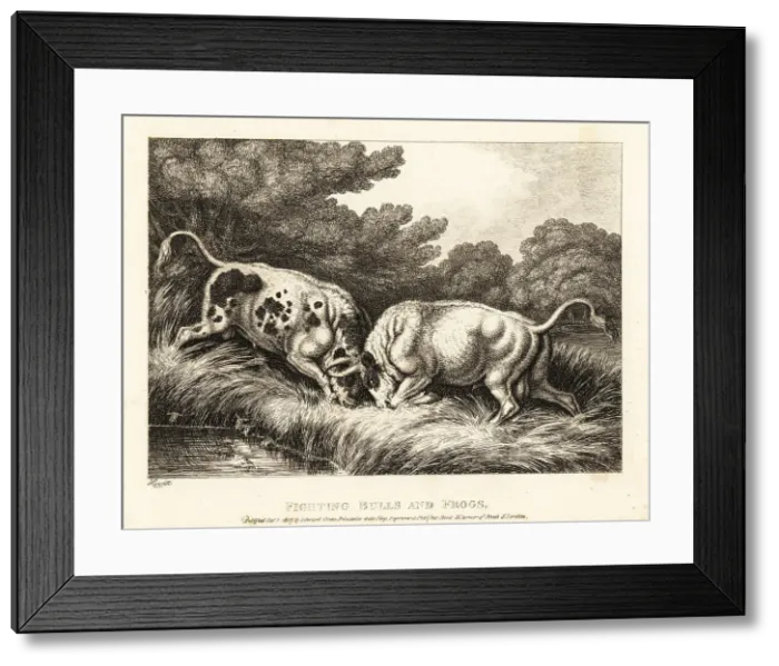 Framed Print : Two bulls locking horns near a pond full of frogs Framed Print : Two bulls locking horns near a pond full of frogs