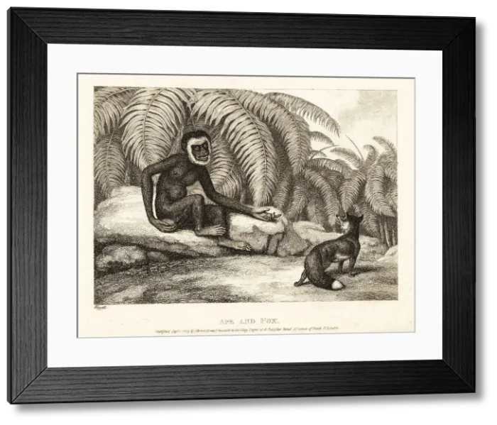 Framed Print : A tailless monkey asks a fox for some of his tail. Ape and fox Framed Print : A tailless monkey asks a fox for some of his tail. Ape and fox