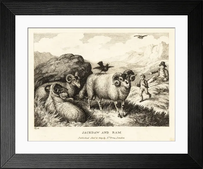 Framed Print : A jackdaw sings on the back of a ram